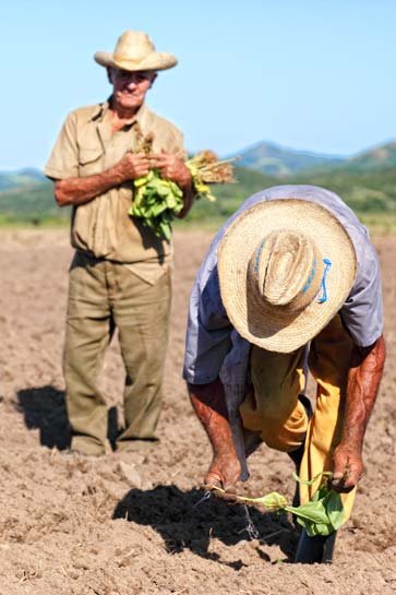 Tobacco Farmers in Viñales Valley
