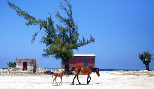 cuban criollo horse
