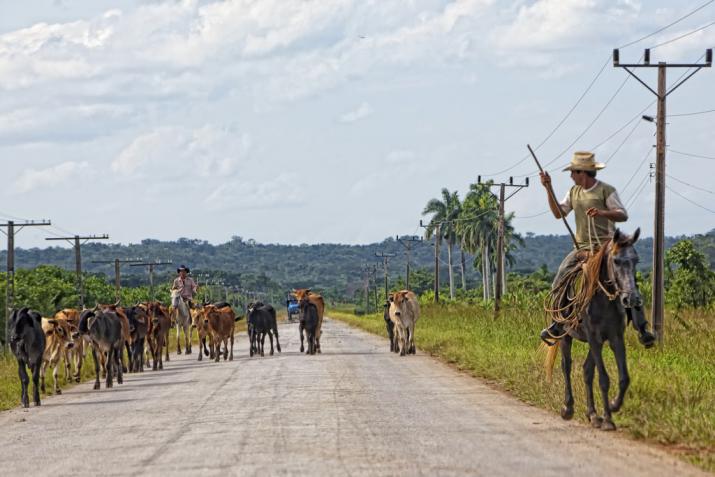 Horse Pictures in Cuba: Photo series | insightCuba